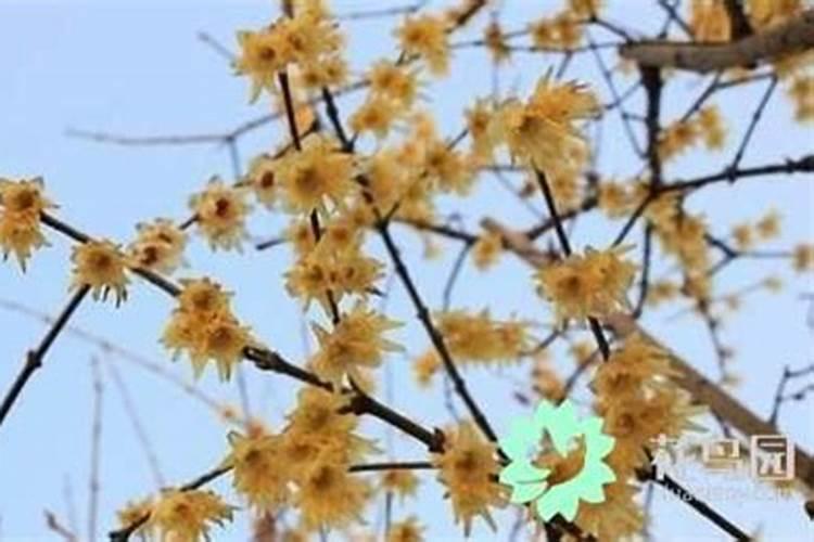 兔年犯太岁的生肖戴什么首饰