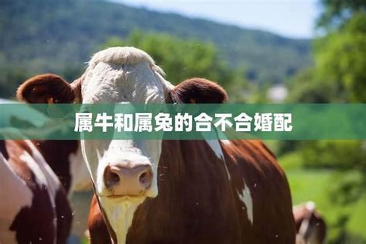 1961年的牛和1973的牛合婚吗