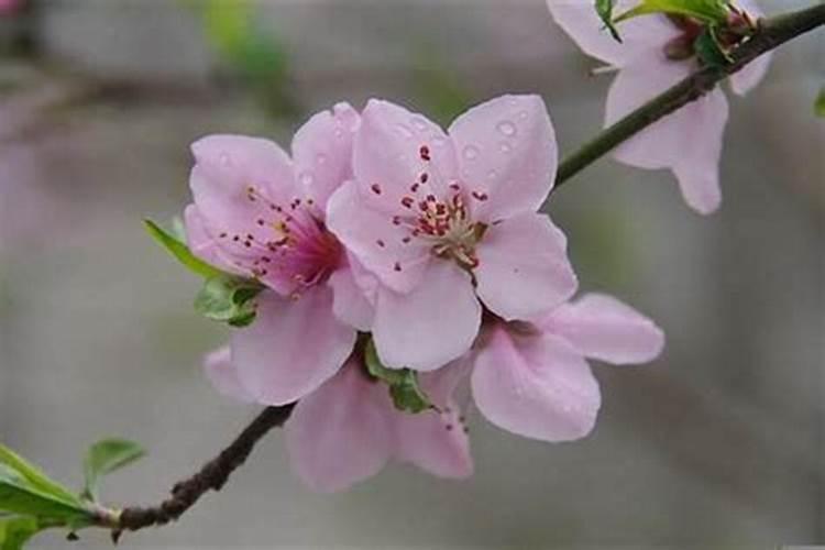 桃花运来了有什么征兆