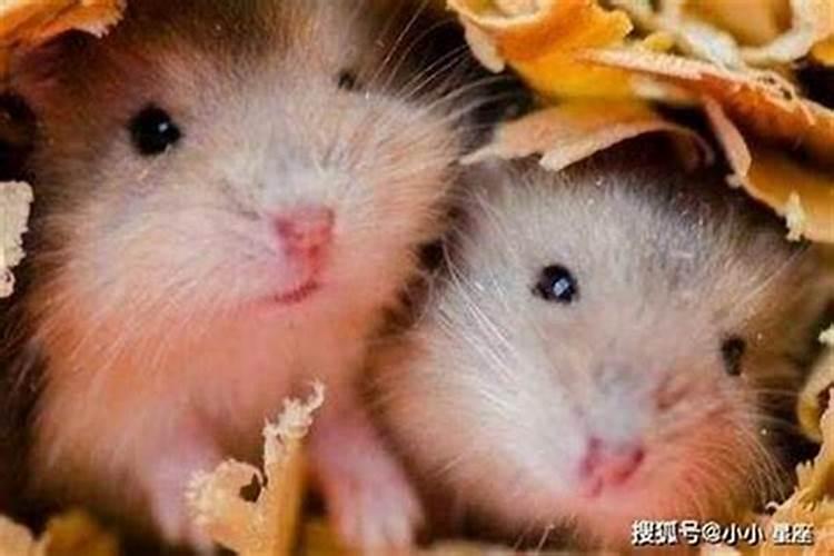 属鸡刑太岁是什么意思？