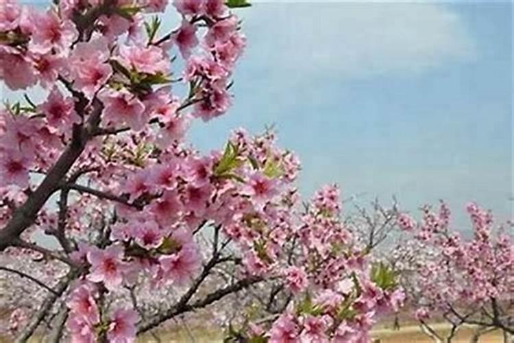 八字桃花运怎么看？
