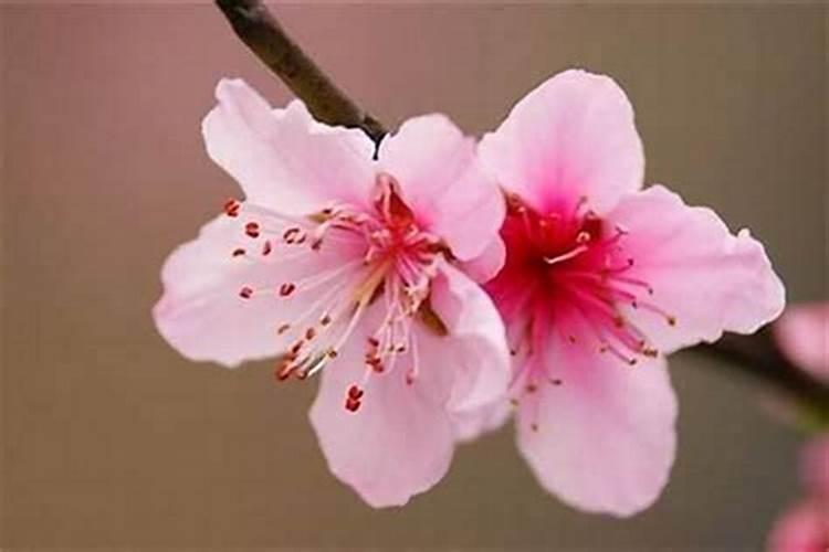 八字中如何看正缘桃花