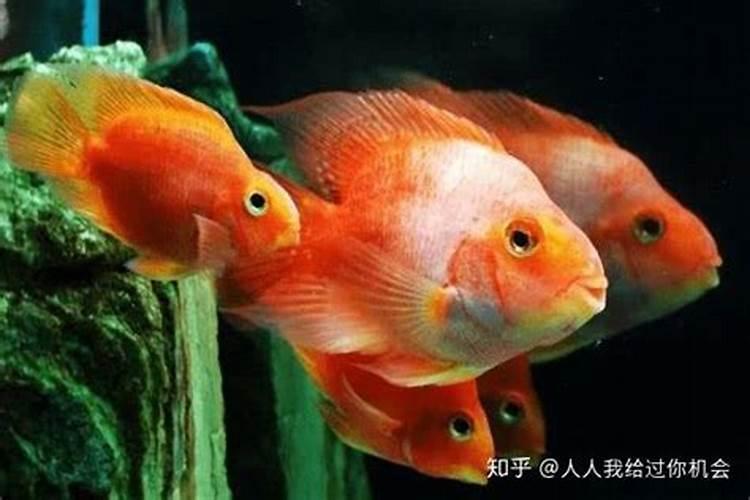 鹦鹉鱼养多少条比较好