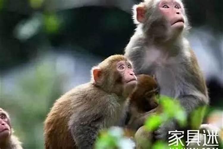 请问通过生辰八字看姻缘准不准呢？