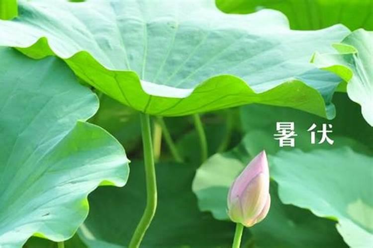 清明上坟买一束花还是两束花