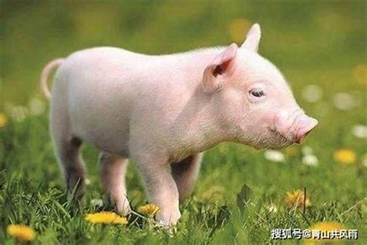 95年属猪女命2023年运势运程 兔年运势查询？