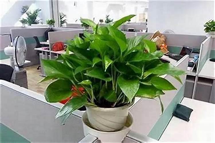 财才在八字是什么意思 财才在八字的含义分析？