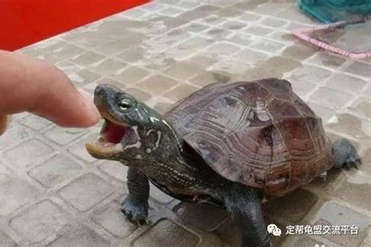 金牛男和金牛女感情怎么样
