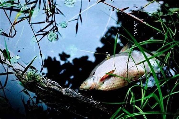 梦见鱼死了是什么意思