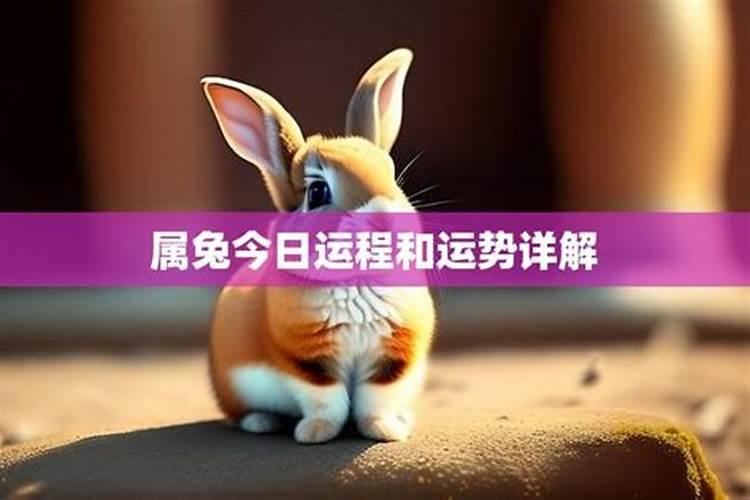 属兔人今日运势(属兔人今日打麻将运势及偏财运如何)