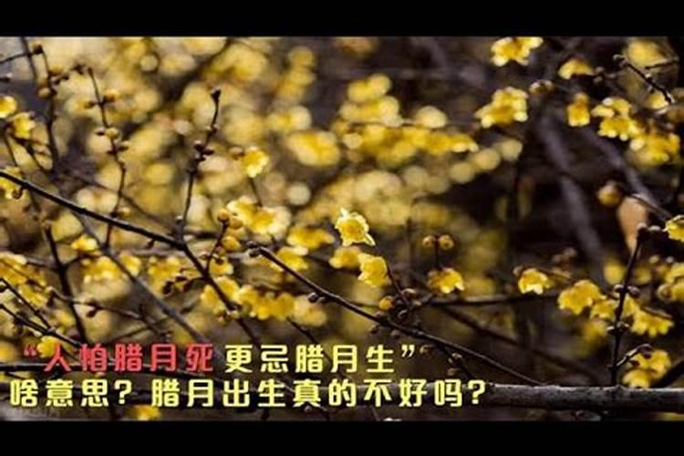 风水鱼的种类与八字命格的关系有哪些