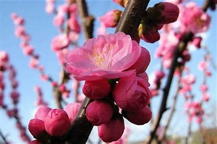 女生快速招正缘桃花的方法,什么方法最好