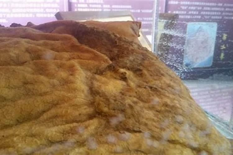 肉灵芝是什么 太岁肉灵芝是怎么形成的 生长在什么地方