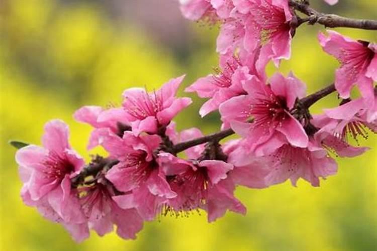 如何区别桃花缘与桃花劫