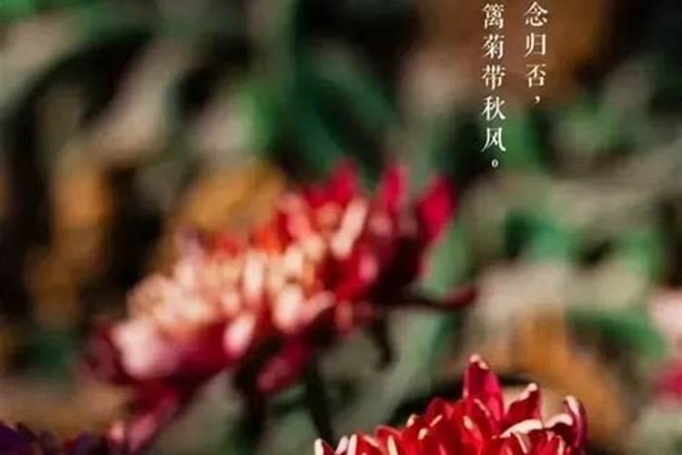 秋天什么花开得最旺盛