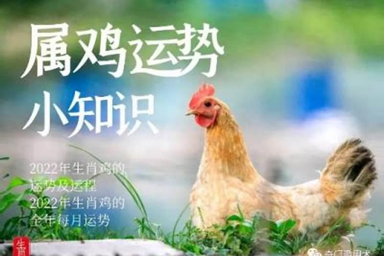 属鸡今年运势2025年每月运势