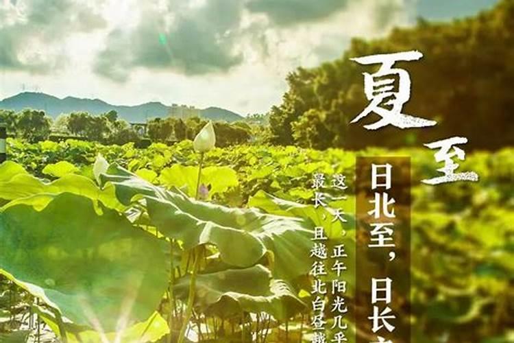夏至后面的节气是什么