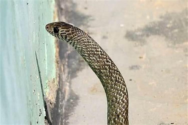 本命年犯太岁如何化解