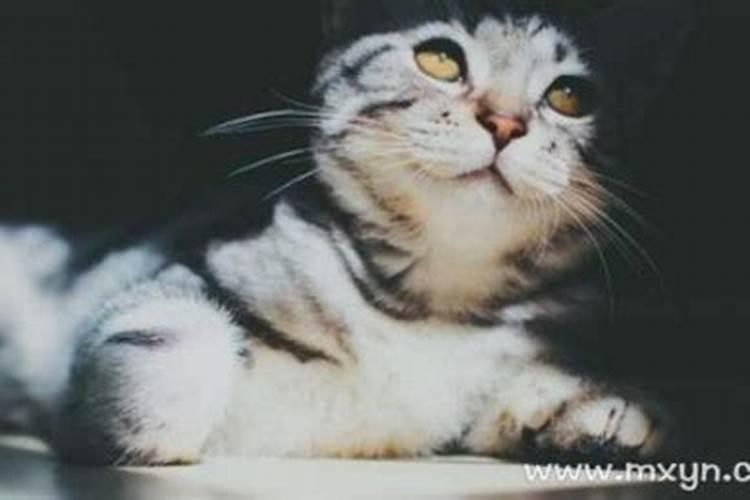 女人梦见猫是什么预兆女人做梦梦到猫什么意思