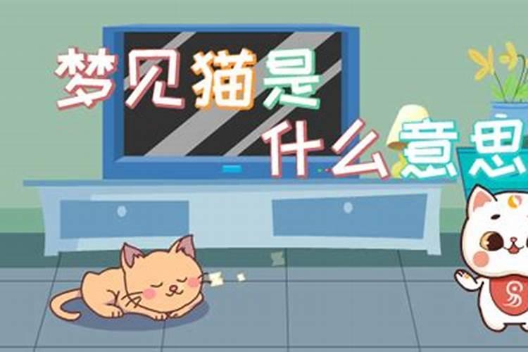 梦见猫是什么预兆周公解梦