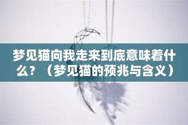 梦见猫跑了是什么意思？