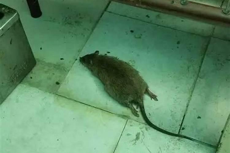 做梦梦见腐烂老鼠