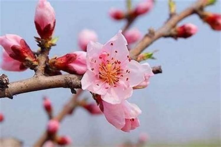 2020年属羊害太岁是什么意思,害太岁要佩戴什么？