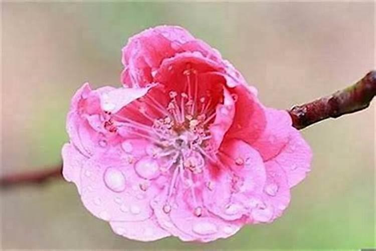 1993属鸡2025年的桃花运