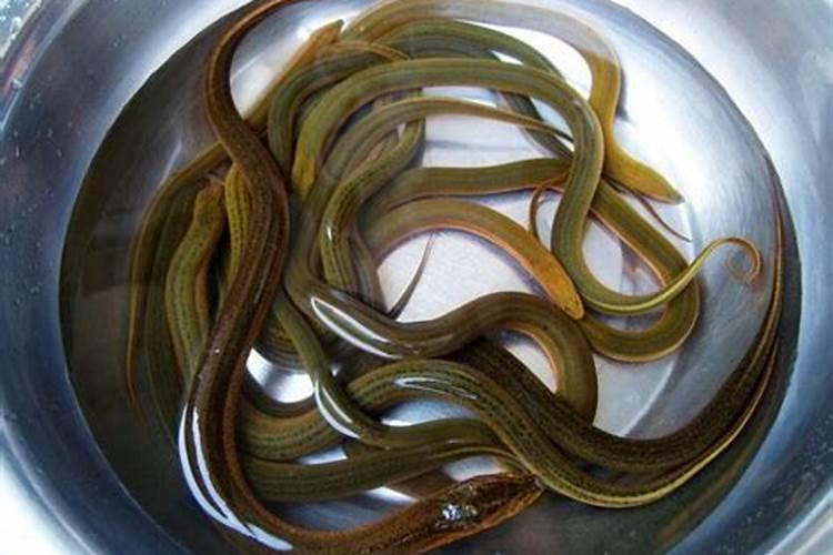 梦见大黄鳝是什么意思 梦见大黄鳝好不好