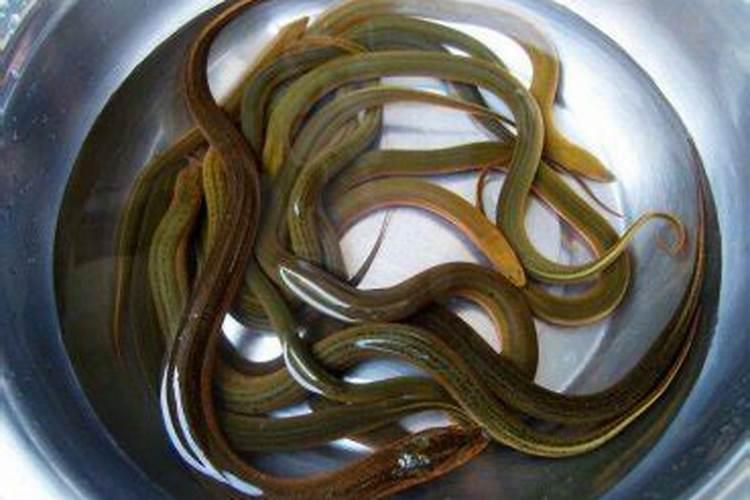 梦见大黄鳝是什么意思 梦见大黄鳝好不好