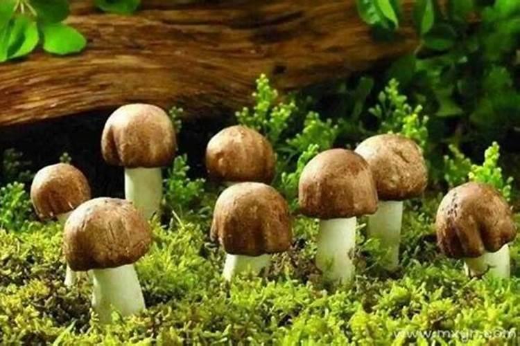 生辰八字算几两几钱算命对照表