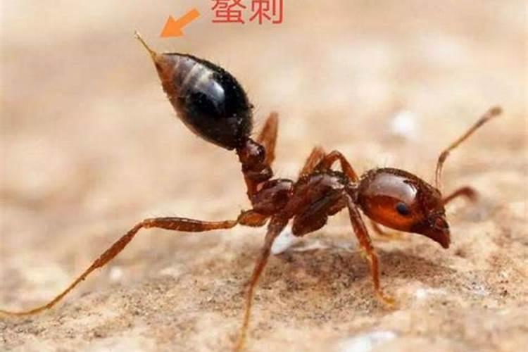 86年属虎炉中火命适合佩戴朱砂吗？