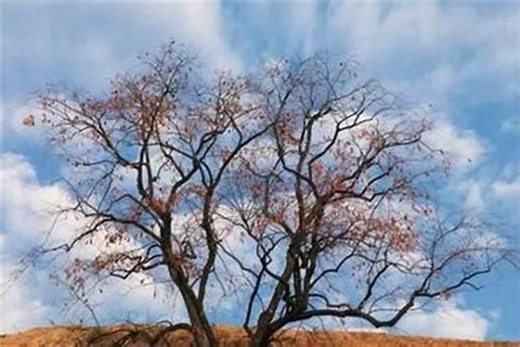 水煮汤圆时为什么要加凉水？油炸汤圆为何要用牙签扎一些小孔？