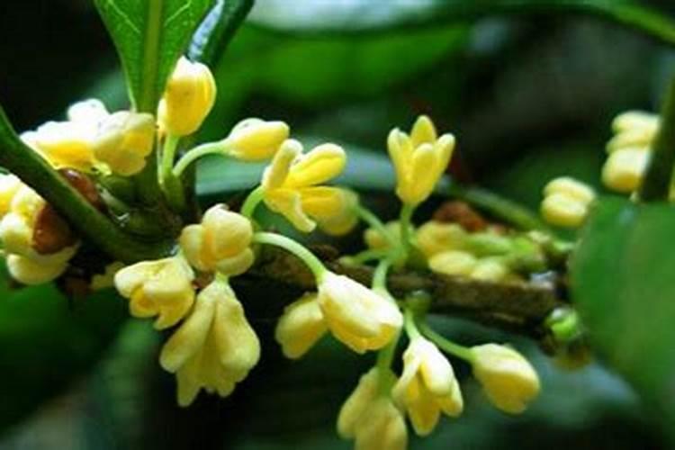 移花接木桂花香,夫妻偕老.怎么解释