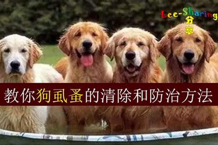万年青叶子黄了是怎么回事