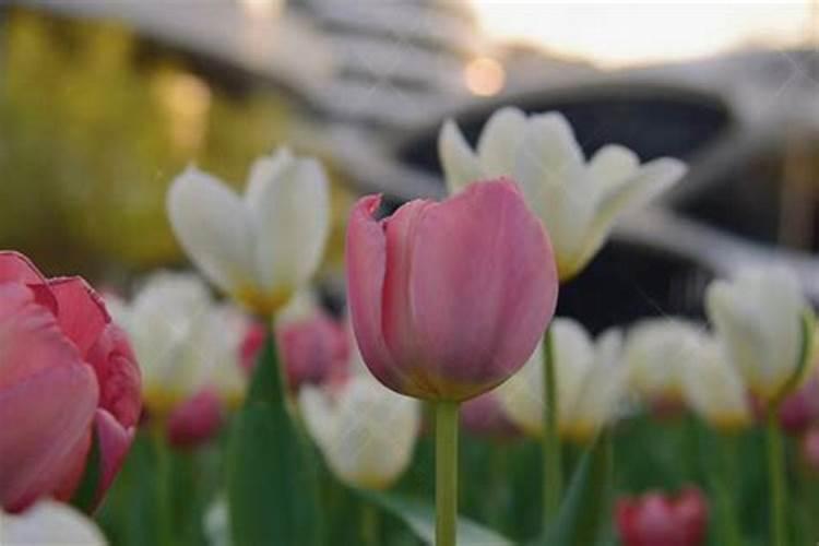 清明节参观烈士陵园的新闻稿400字