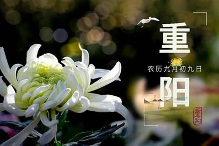重阳席上赋白菊赏析