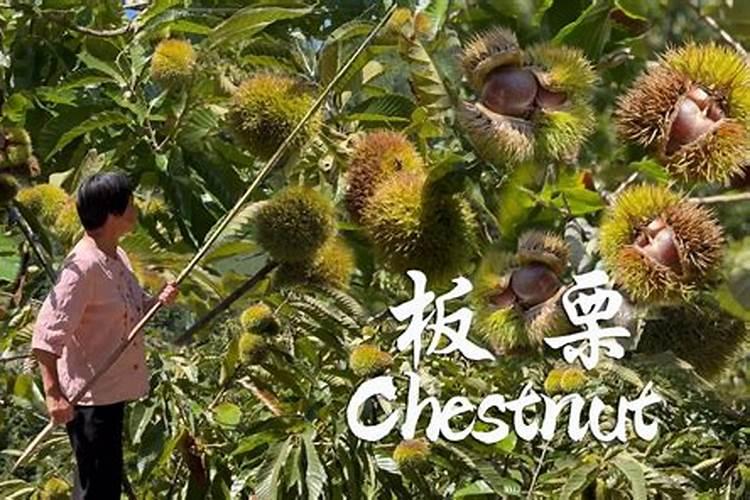 属马的和属鸡的婚姻怎么样