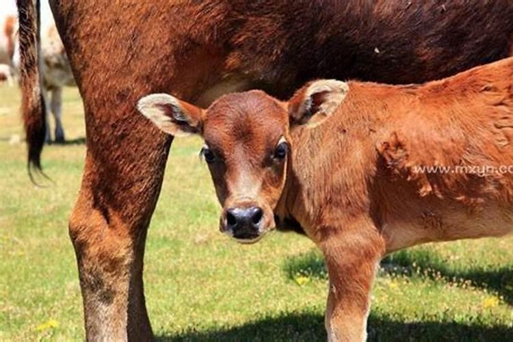 83年属猪25年每月运势