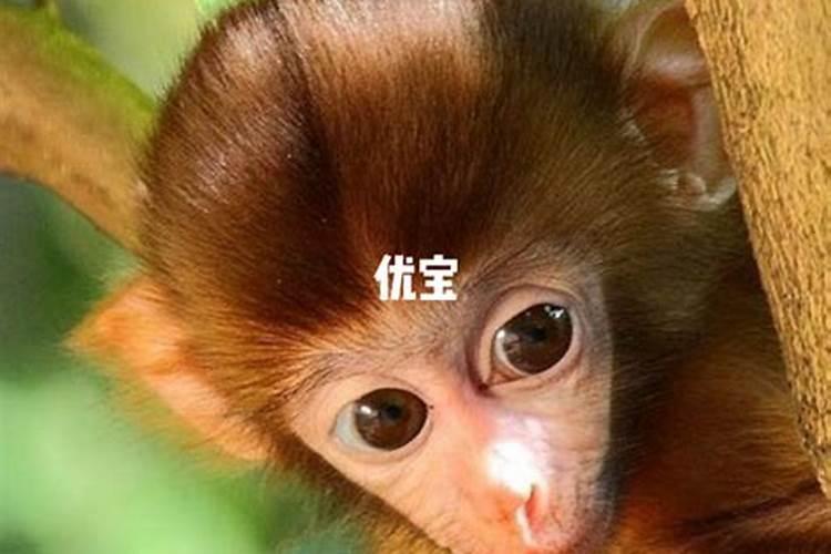 92年猴2025年每月运势