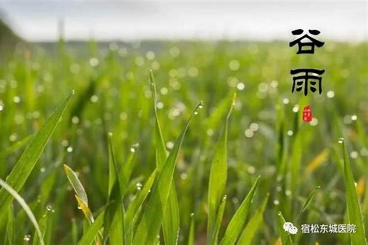 二十四节气中的清谷天指什么意思