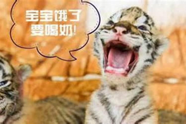 属虎人化解太岁的方法
