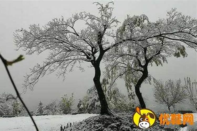 小年下雪有什么预兆？