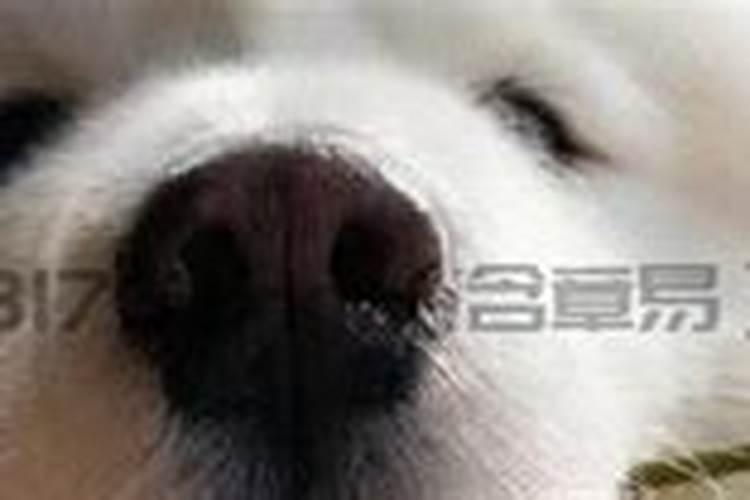 我属兔的,在本命年这年结婚好吗？
