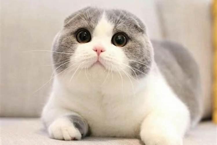 养猫的风水注意事项