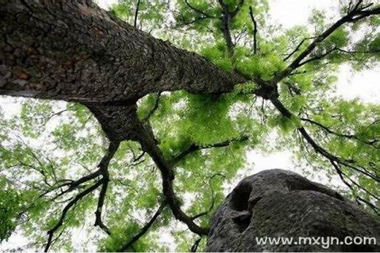 福建哪里可以出家当道士的