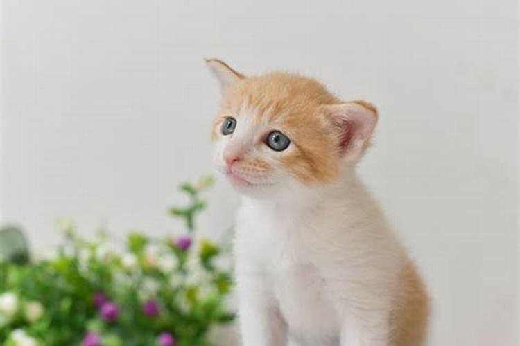 女人梦见猫生小猫是什么预兆
