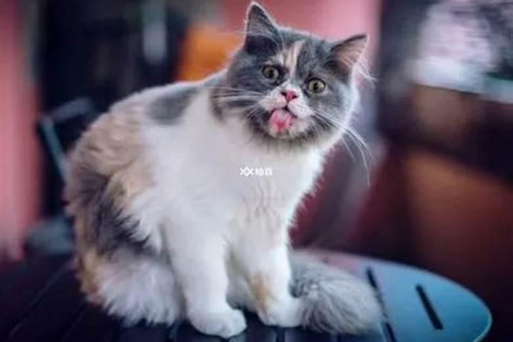 女人梦见猫的七大预兆