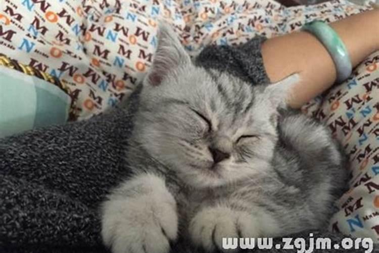 女人梦见猫预示什么 吉兆