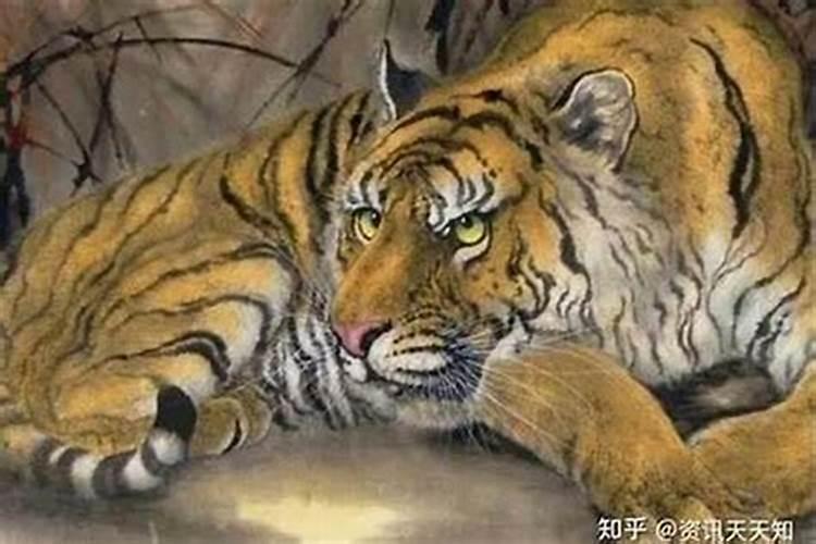 属虎人和属兔人结婚会幸福吗2022属虎人8月感情运势如何呢